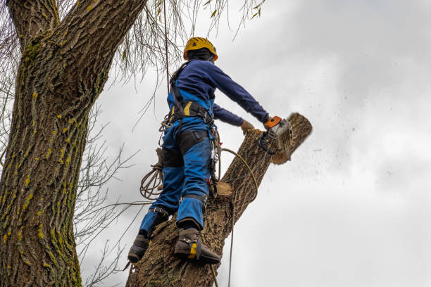 How Our Tree Care Process Works  in  Lake Village, AR